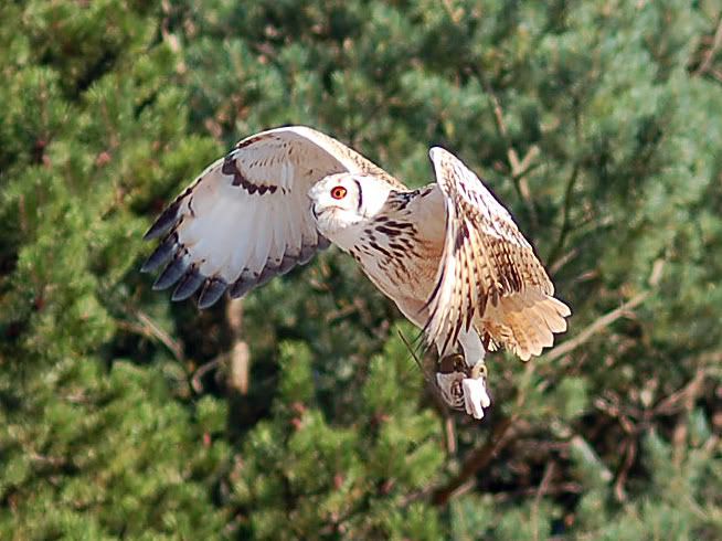 owl_07.jpg