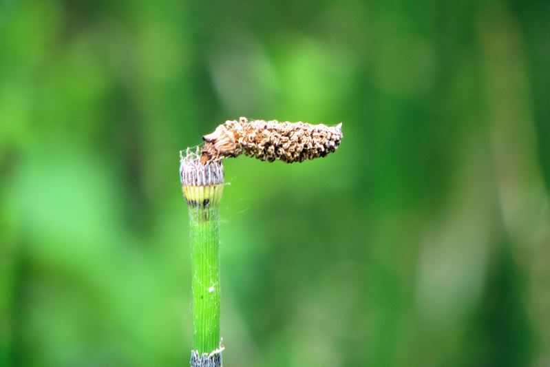 flower3.jpg
