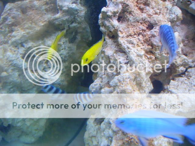 fish022-1.jpg