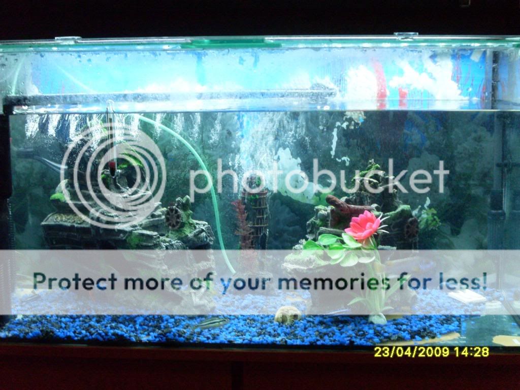 myfishtank40g002-1.jpg