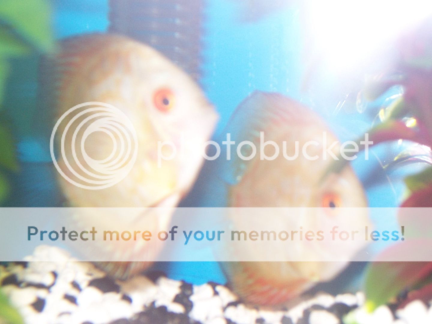 TangerineDiscus001.jpg