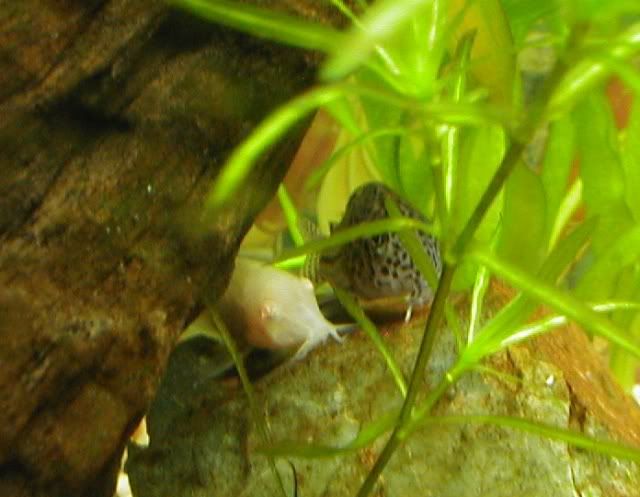 040606Cories.jpg