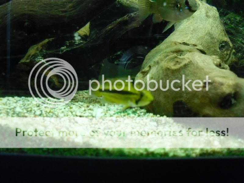 fishtanksept026.jpg