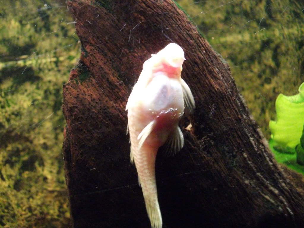DSCF0726.jpg