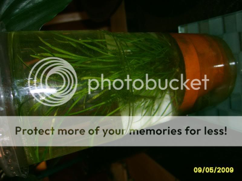waterplants008.jpg
