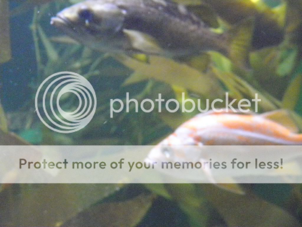 Aquarium37.jpg