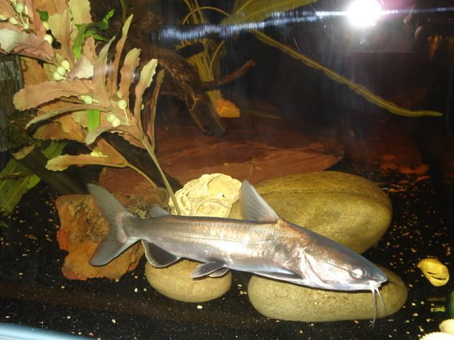 DSC01729.jpg