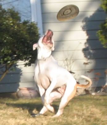 Frisbee.jpg