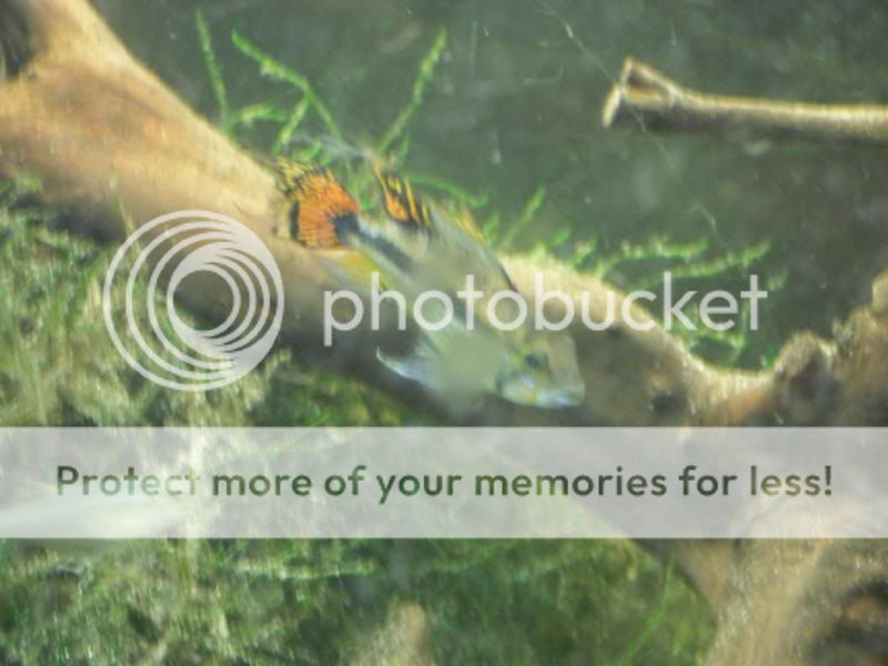 Fish3027.jpg