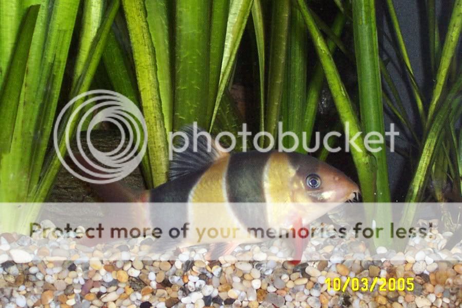 lifeauditpage1018.jpg