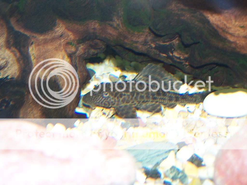 plecoclose.jpg