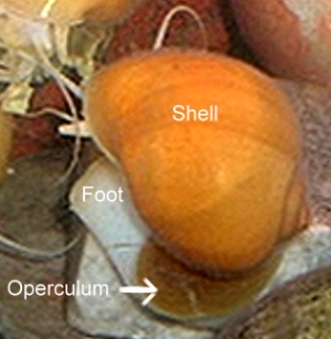 operculum.jpg