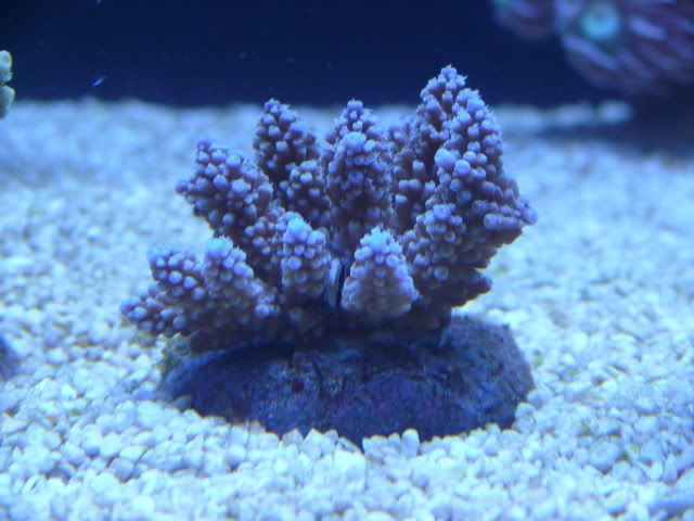 Acrogemmifera2.jpg