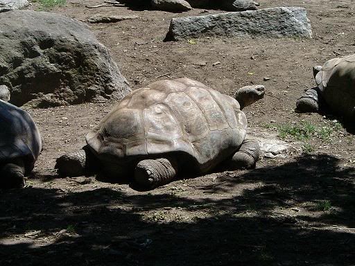 relayzoo030.jpg
