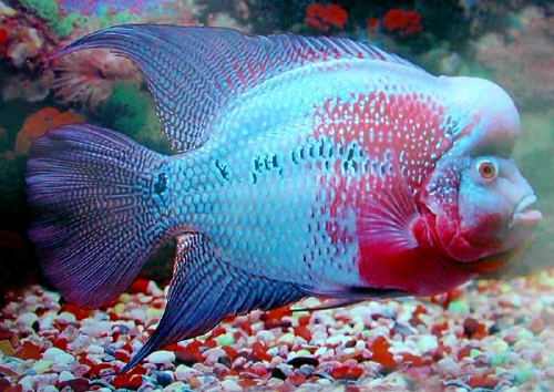 4005flowerhorn.jpg