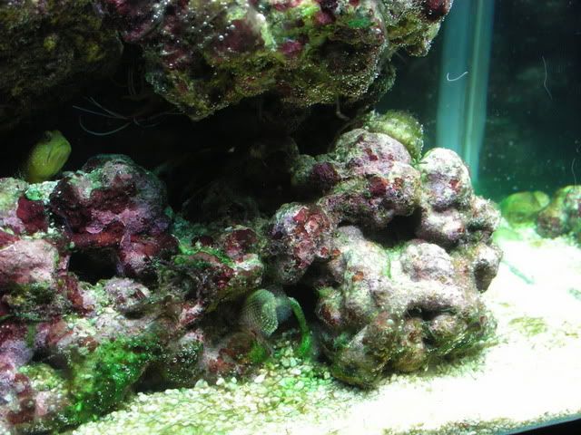 algae021.jpg