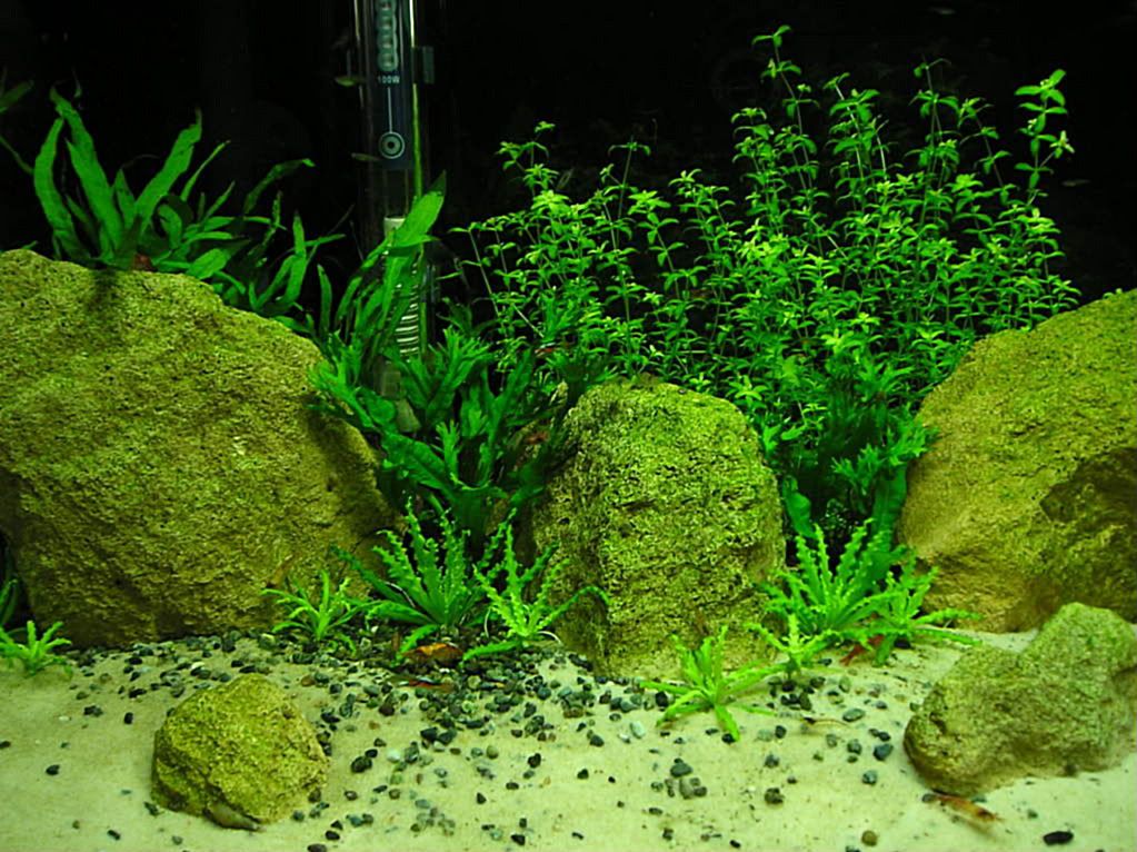 P1010012.jpg