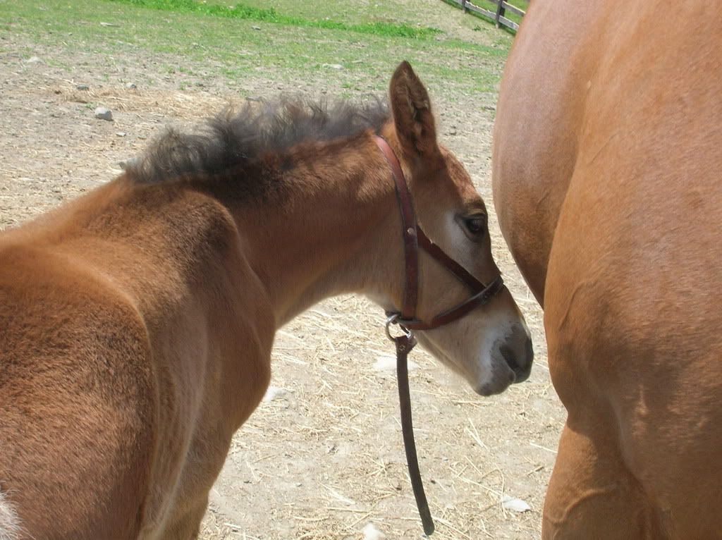 horses12043.jpg