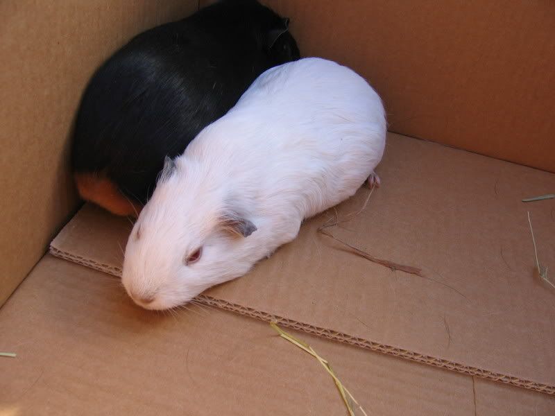 piggys010.jpg