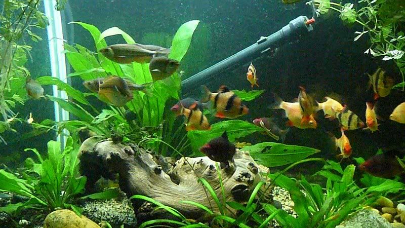 fish510106.jpg