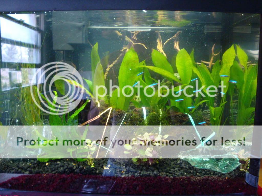 FishtankApril26050.jpg