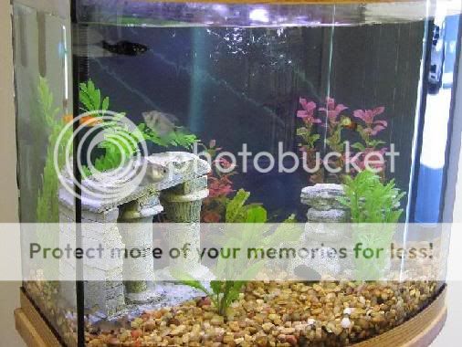 OfficeTank3.jpg