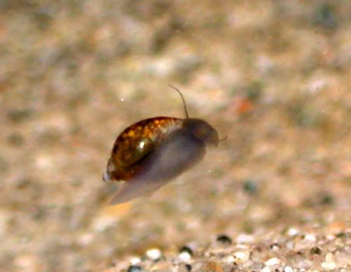 snail3.jpg