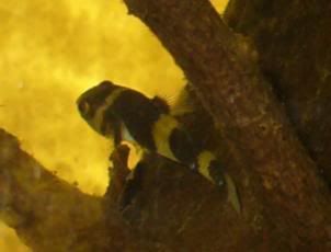 goby2-1.jpg