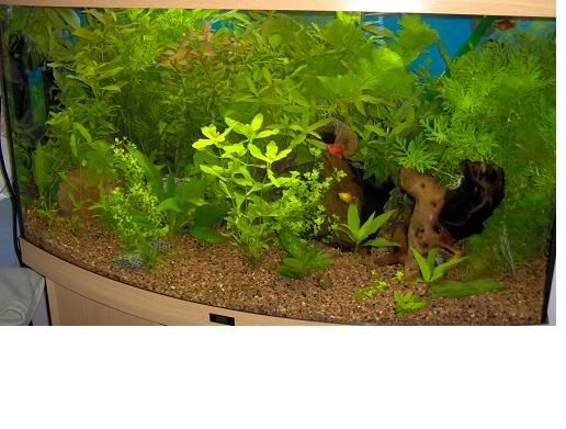 4weektank4.jpg