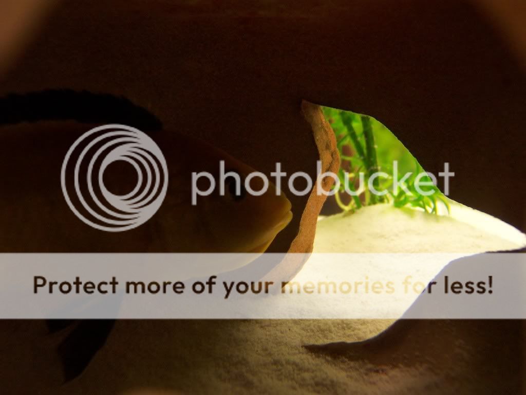 camerafryect023.jpg