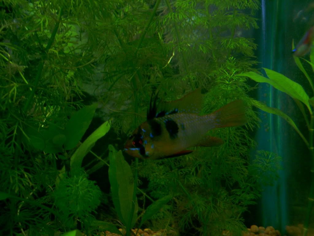 BLUERAMMALEORFEMALE006.jpg