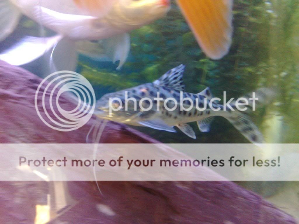 21042009225.jpg