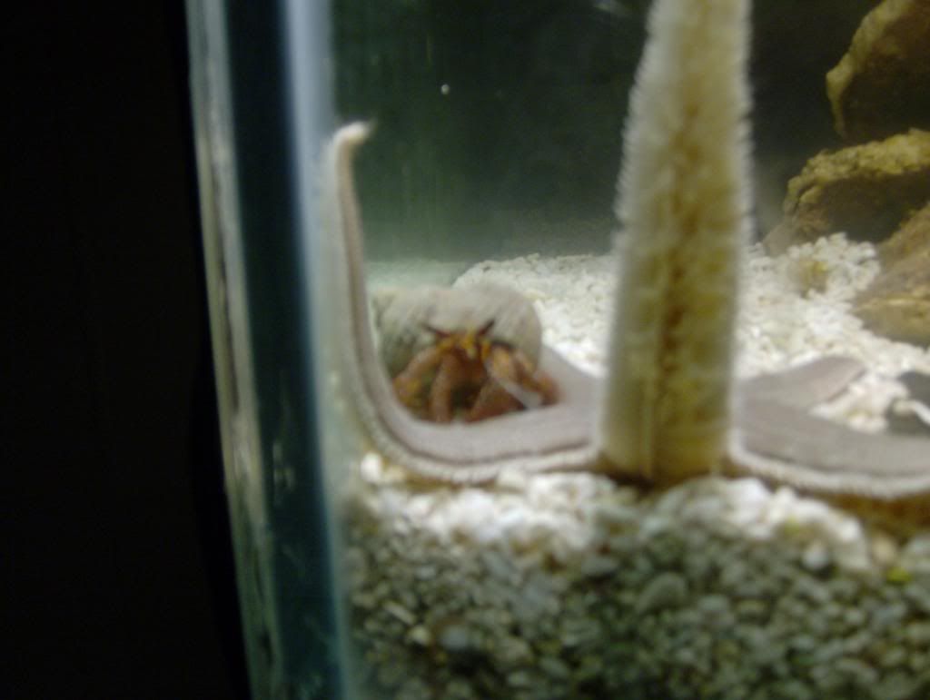 tank02007.jpg
