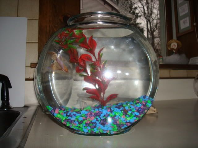 bettas2009.jpg