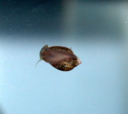 snail1.jpg