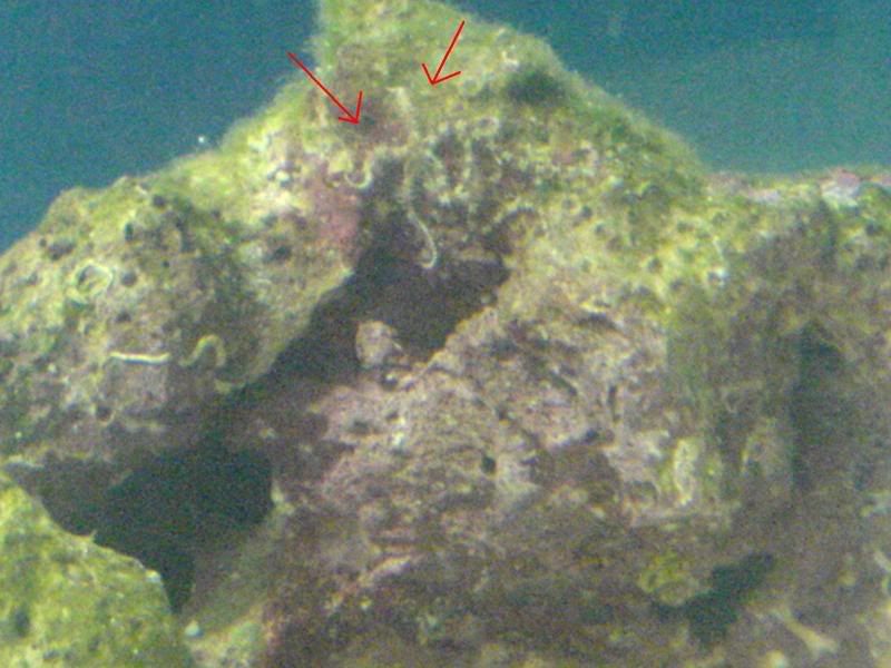 starfish4.jpg