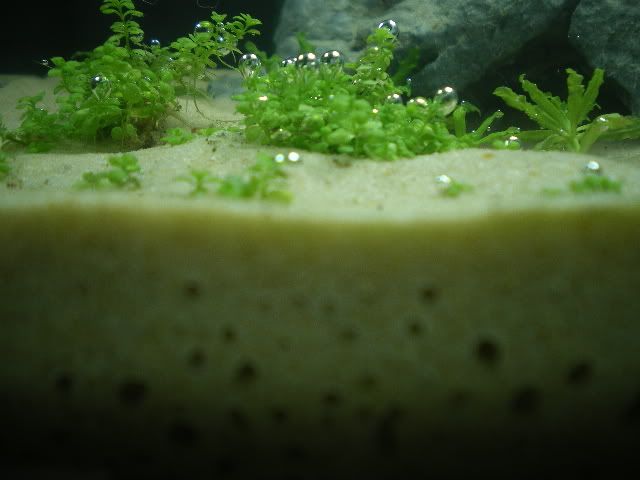 IMGP0789.jpg