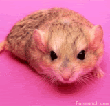 hamster.gif