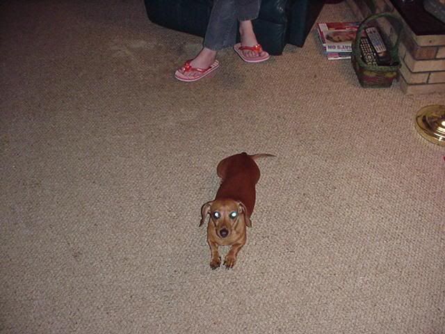frankie.jpg