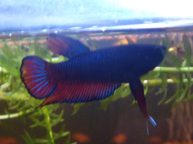 fish028.jpg