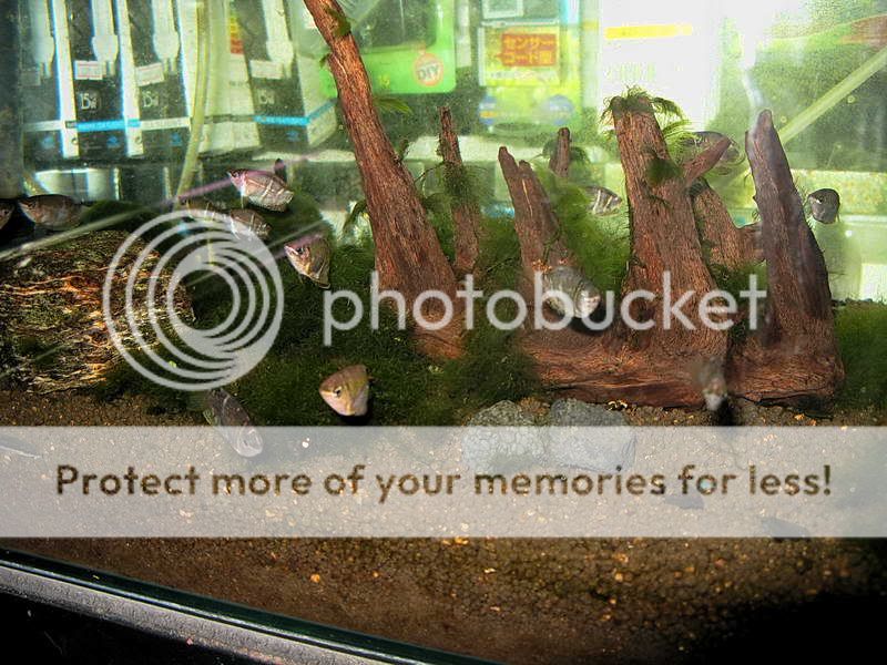 Chocolate_Gourami_1-1.jpg