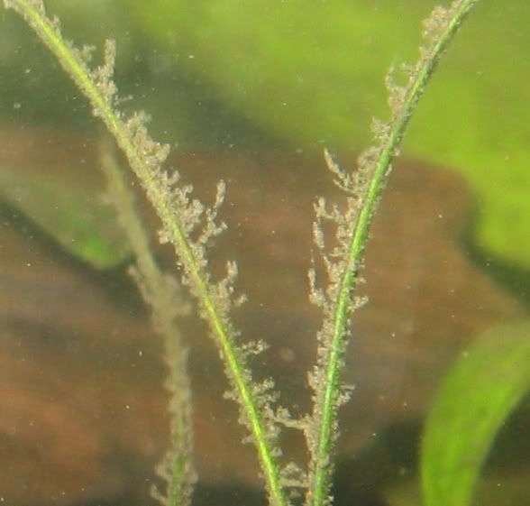 algae03.jpg