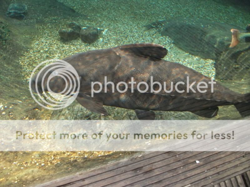 bluereef168.jpg