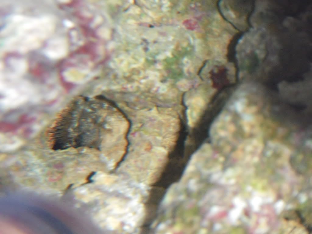 badcrab2.jpg