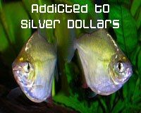 silverdollar.jpg