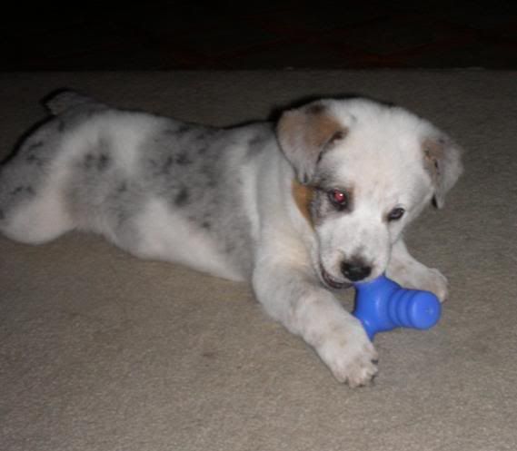 rosco6.jpg