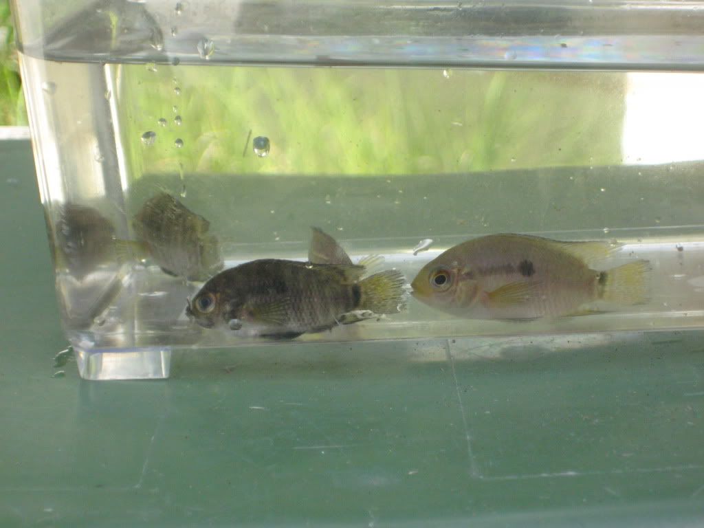 CichlidDitch005.jpg