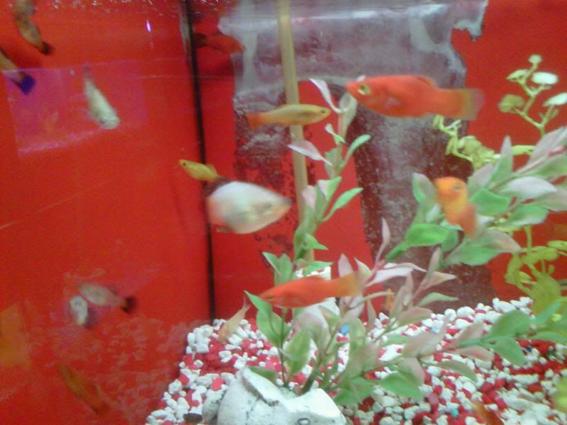 IMG00228-20101026-1440.jpg