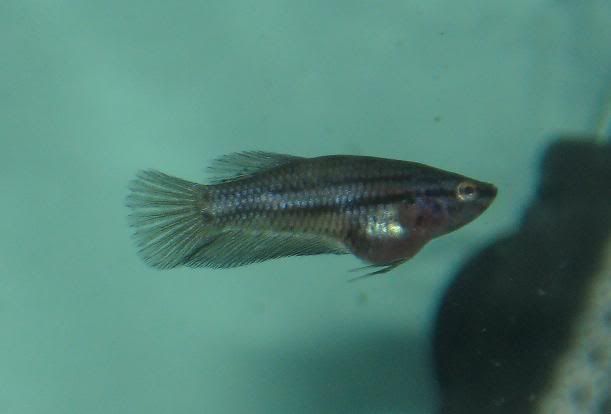 Fish267.jpg