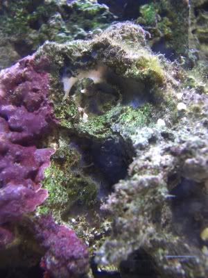 Sponge.jpg